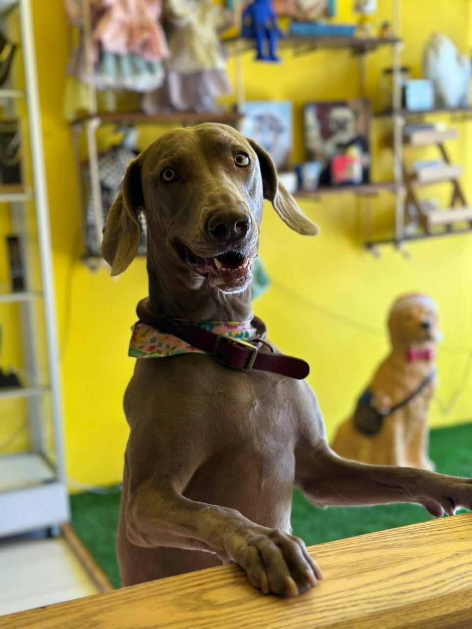 Perro feliz en Pet Jaus